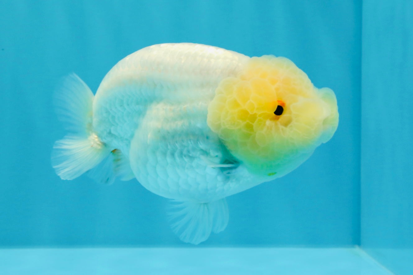 A Grade Dragon Head White LionQueen 4-4.5 inches #022726LC_25