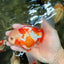 CHICKIE A Grade Red White Oranda Male 5.5 inches #101626OR_08