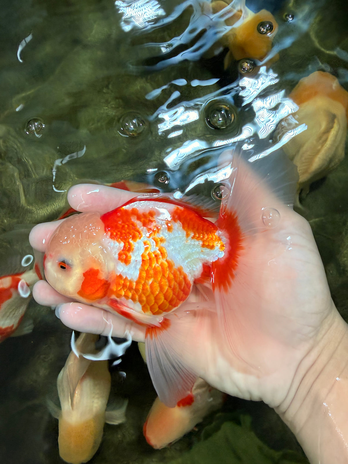 CHICKIE A Grade Red White Oranda Male 5.5 inches #101626OR_08
