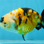 CHUBBY A Grade Chinese Tricolor Ranchu Male 4.5 inches #102425RC_02