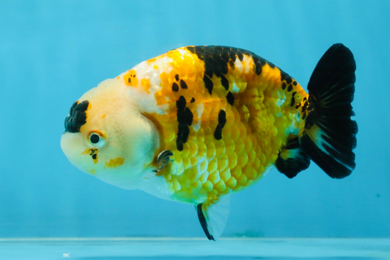 CHUBBY A Grade Chinese Tricolor Ranchu Male 4.5 inches #102425RC_02