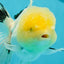 A Grade Lemonhead Panda Oranda Female 5.5 inches #1004OR_34