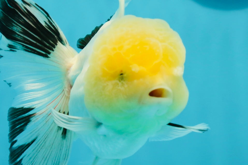 A Grade Lemonhead Panda Oranda Female 5.5 inches #1004OR_34