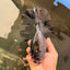 AAA Grade Super Godzilla Black Oranda Male 6.5-7 inches #061926OR_01