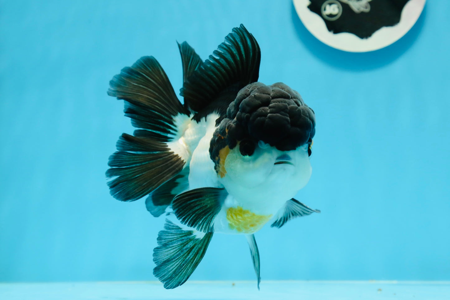 AAA Grade Tricolor Oranda Male 5-5.5 inches #0927OR_26