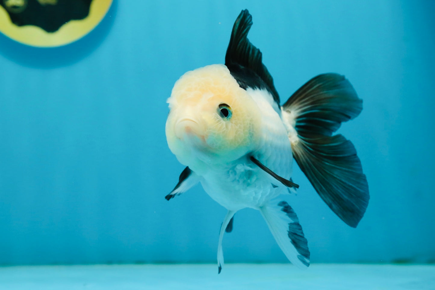 A Grade Panda Oranda Female 4.5  inches #121324OR_18