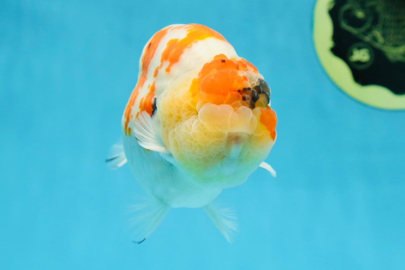 A Grade SPECIAL Kohaku Sakura LionKing 5 inches #051625LC_10