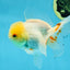 White Beauty Oranda Male 5 inches #053025OR_30