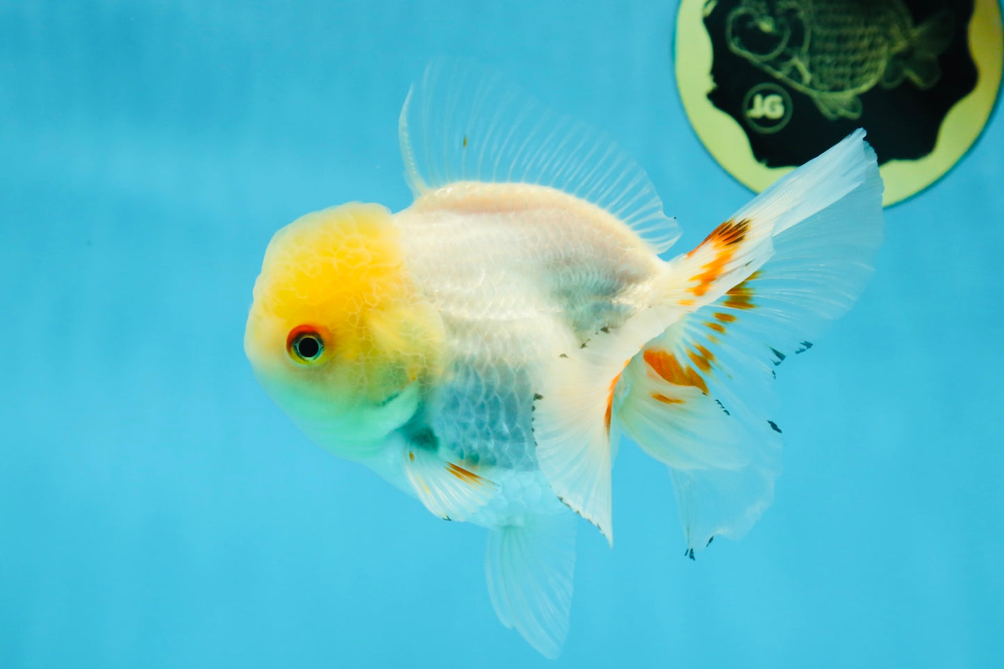 White Beauty Oranda Male 5 inches #053025OR_30