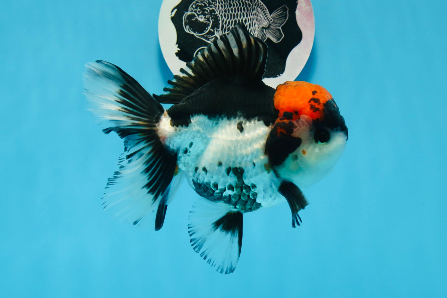 A Grade Tricolor Oranda Male 5-5.5 inches #0830OR_15