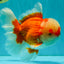 FLUFFY AAA Grade Red White Oranda Male 7.5 inches #080726OR_03