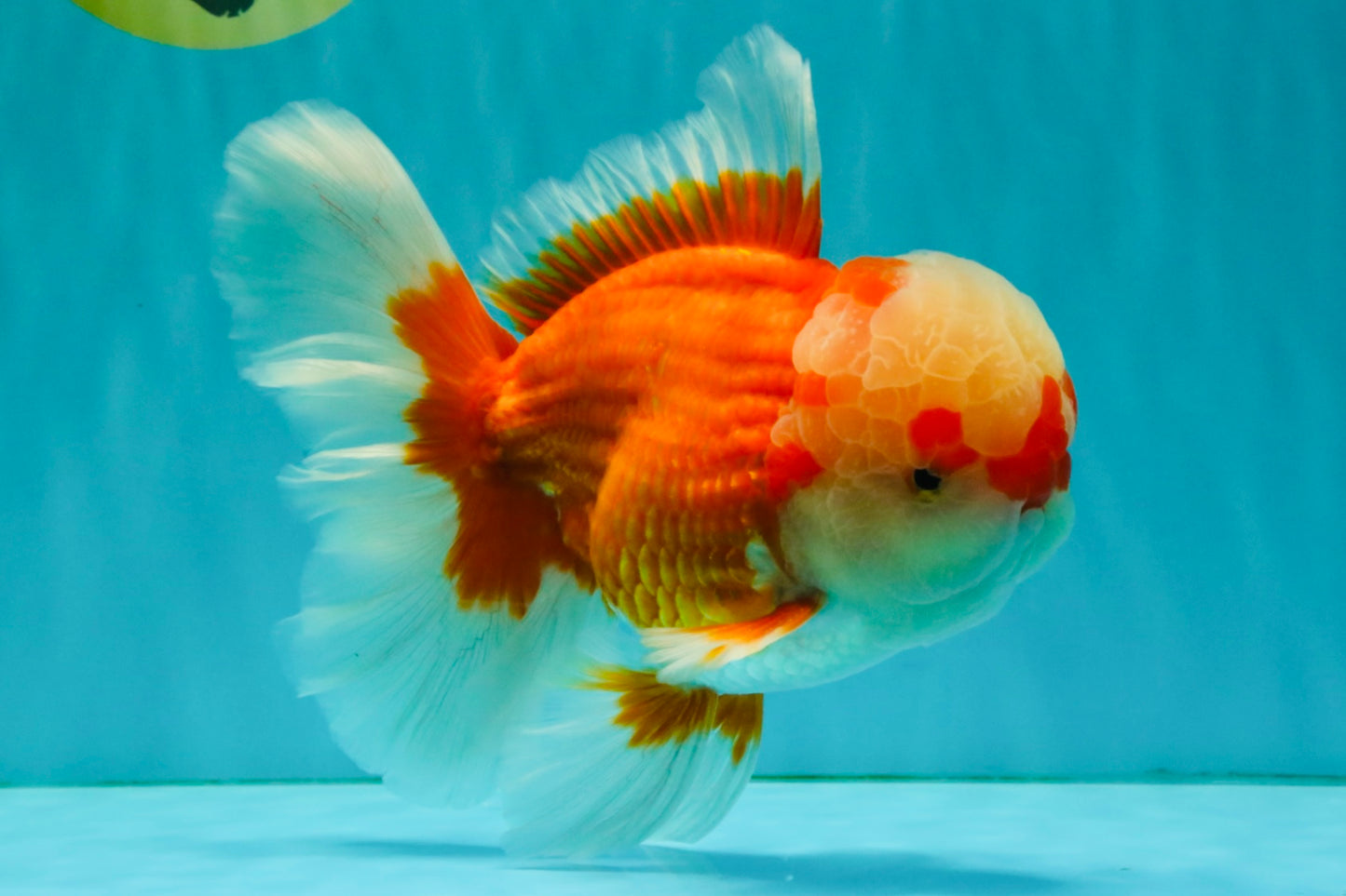 FLUFFY AAA Grade Red White Oranda Male 7.5 inches #080726OR_03