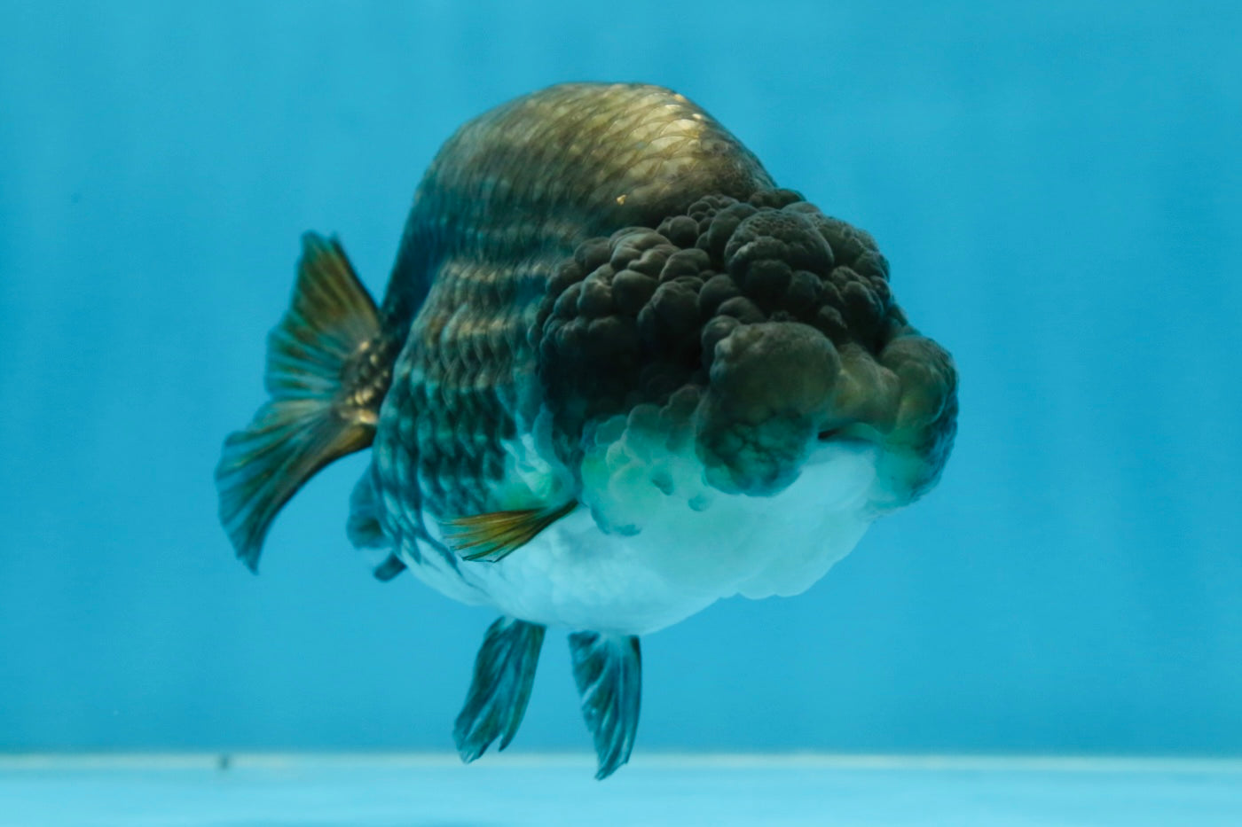 A Grade RARE Blue LionQueen 4.5 inches #062025LC_12