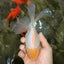 A Grade White Oranda Male 6-6.5 inches #100926OR_20