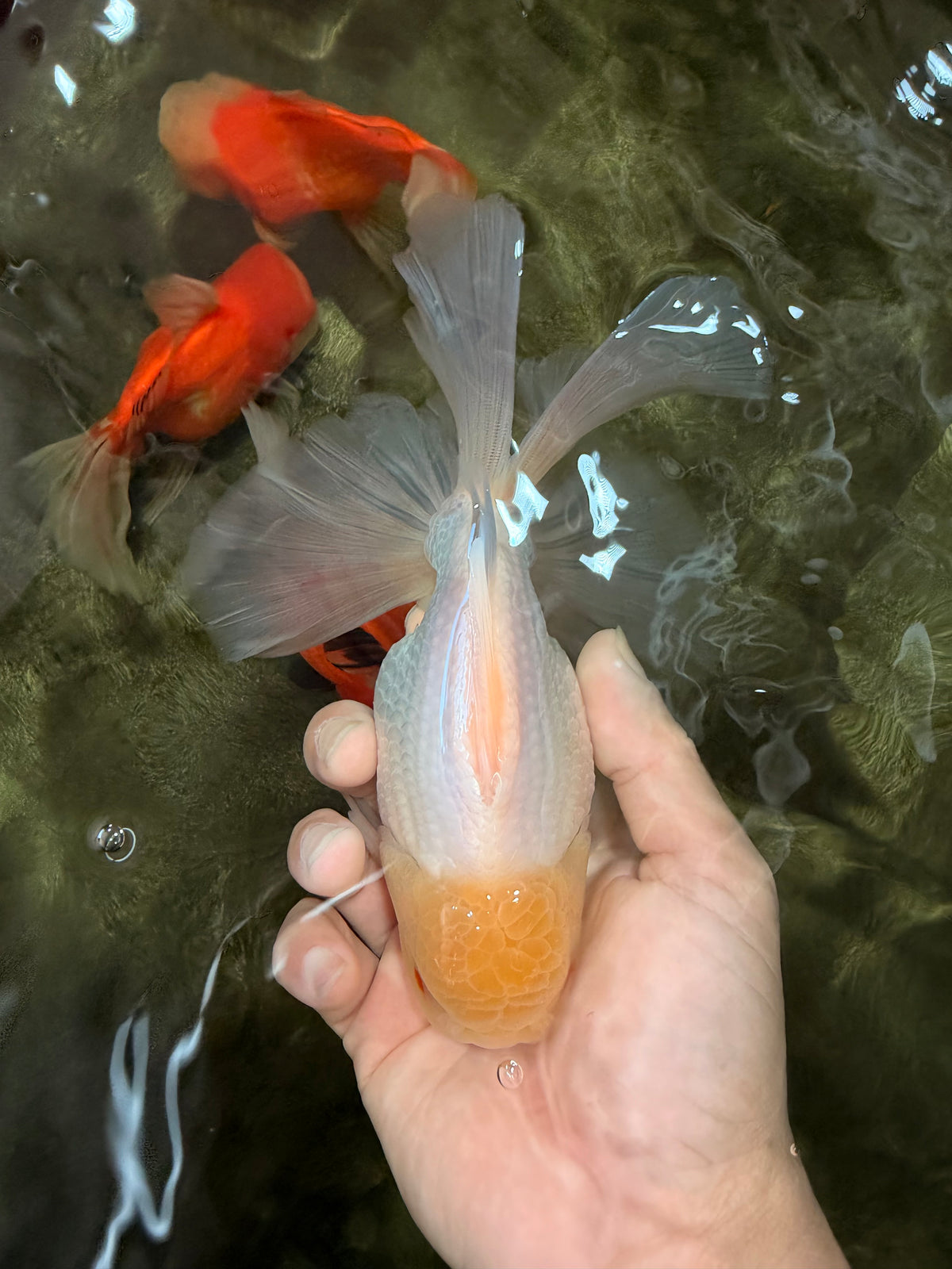 A Grade White Oranda Male 6-6.5 inches #100926OR_20