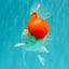 AAA Grade Peach Red White Oranda Male 5 inches #062626OR_30