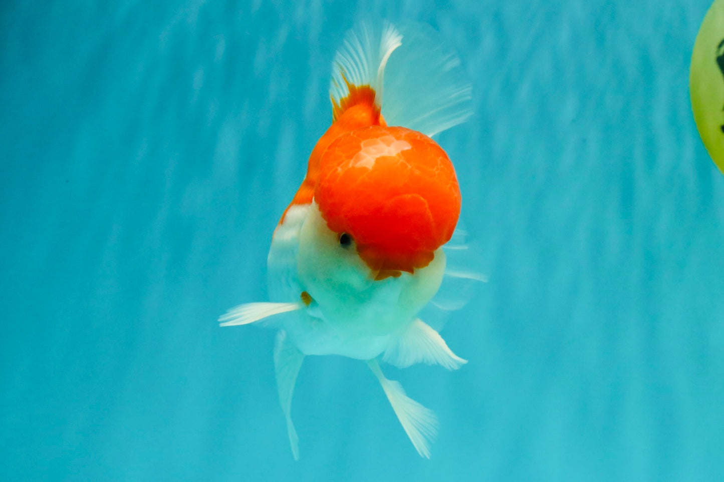 AAA Grade Peach Red White Oranda Male 5 inches #062626OR_30