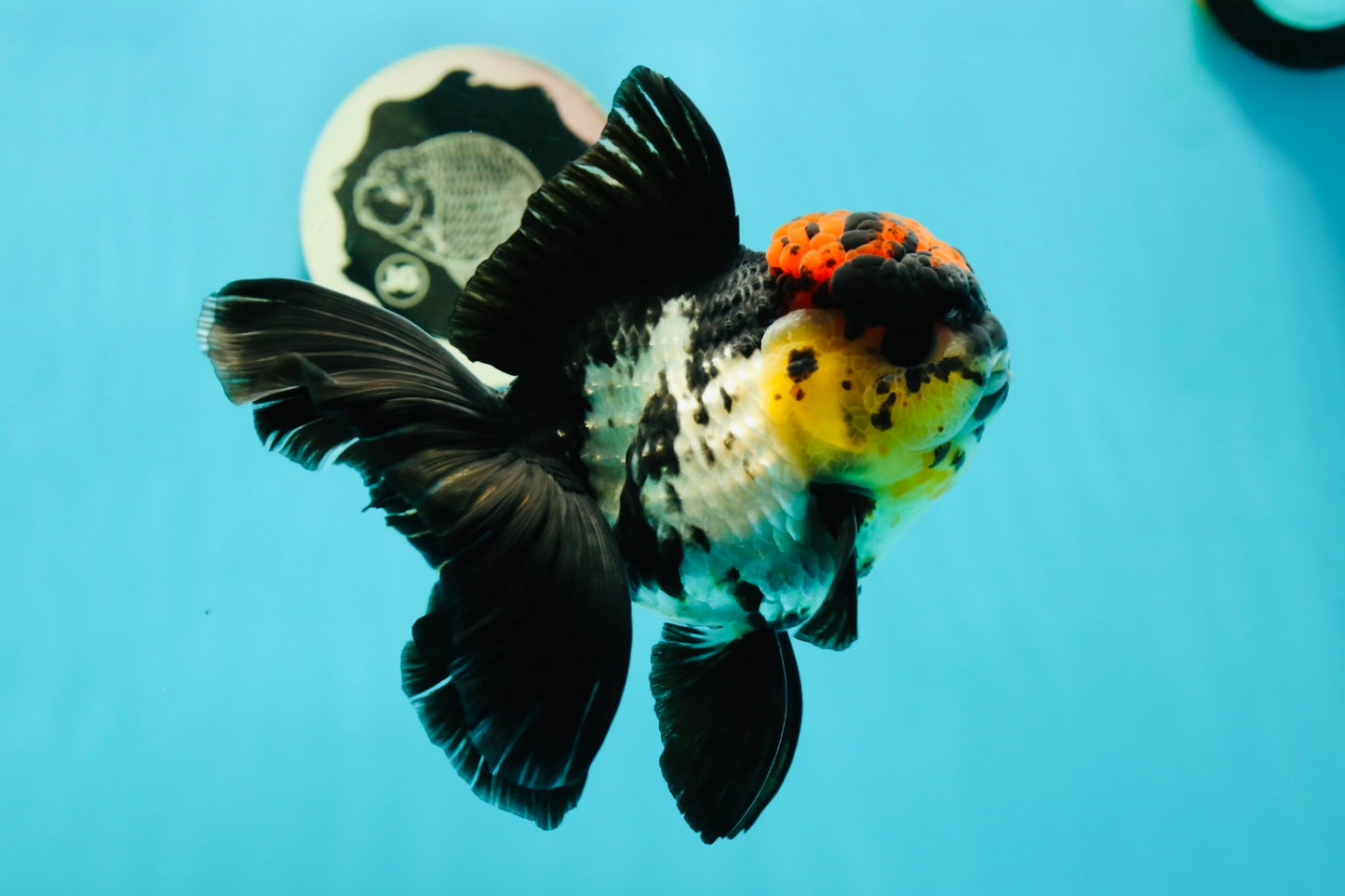 AAA Grade Monster Lava Head Tricolor Oranda Female 5.5 inches #110824OR_01