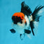 A Grade Tricolor Oranda Male 5-5.5 inches #0830OR_15