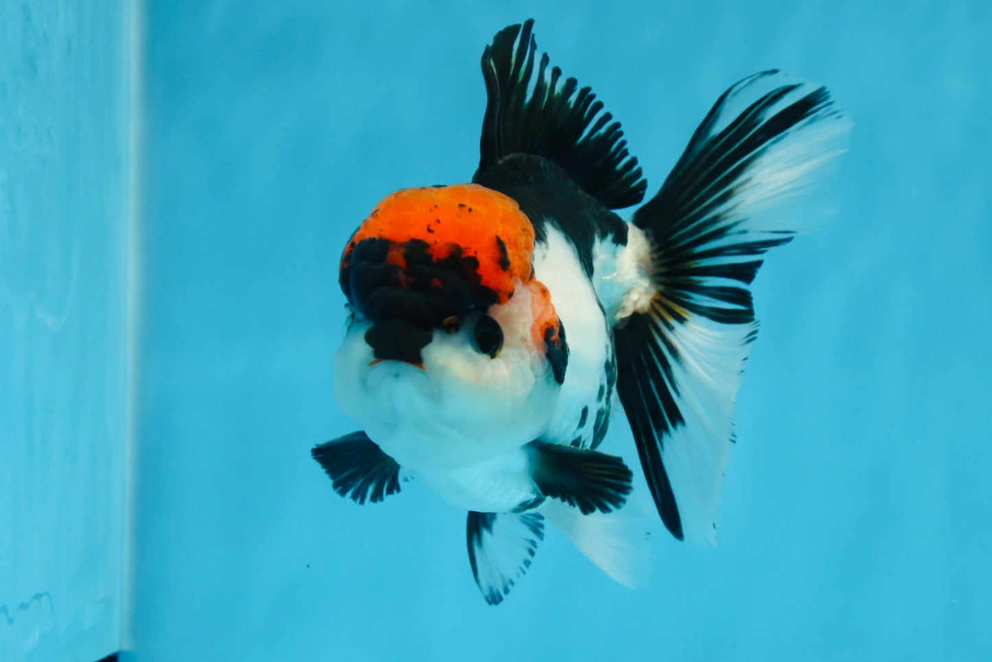 A Grade Tricolor Oranda Male 5-5.5 inches #0830OR_15