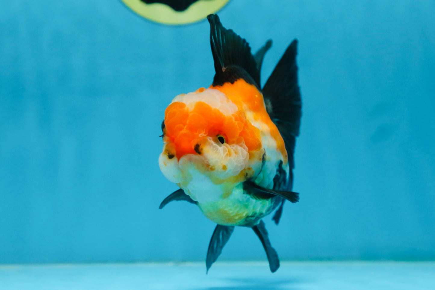 UNIQUE A Grade Tricolor Oranda Female 4.5-5 inches #082225OR_25