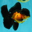 BATMAN Apache Oranda Male 5 inches #050826OR_03