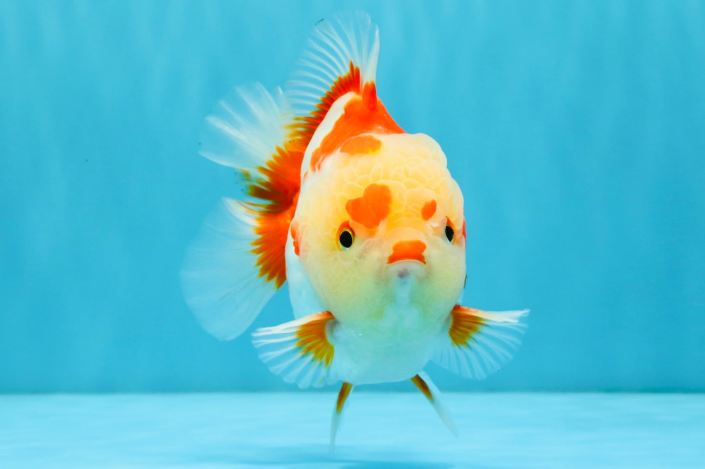 SUPER Cutie AAA Grade Red White Yuanbao Male 5 inches #032726YB_01