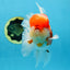 AAA Grade Godzilla Sakura Oranda Male 5.5 inches #080125OR_10