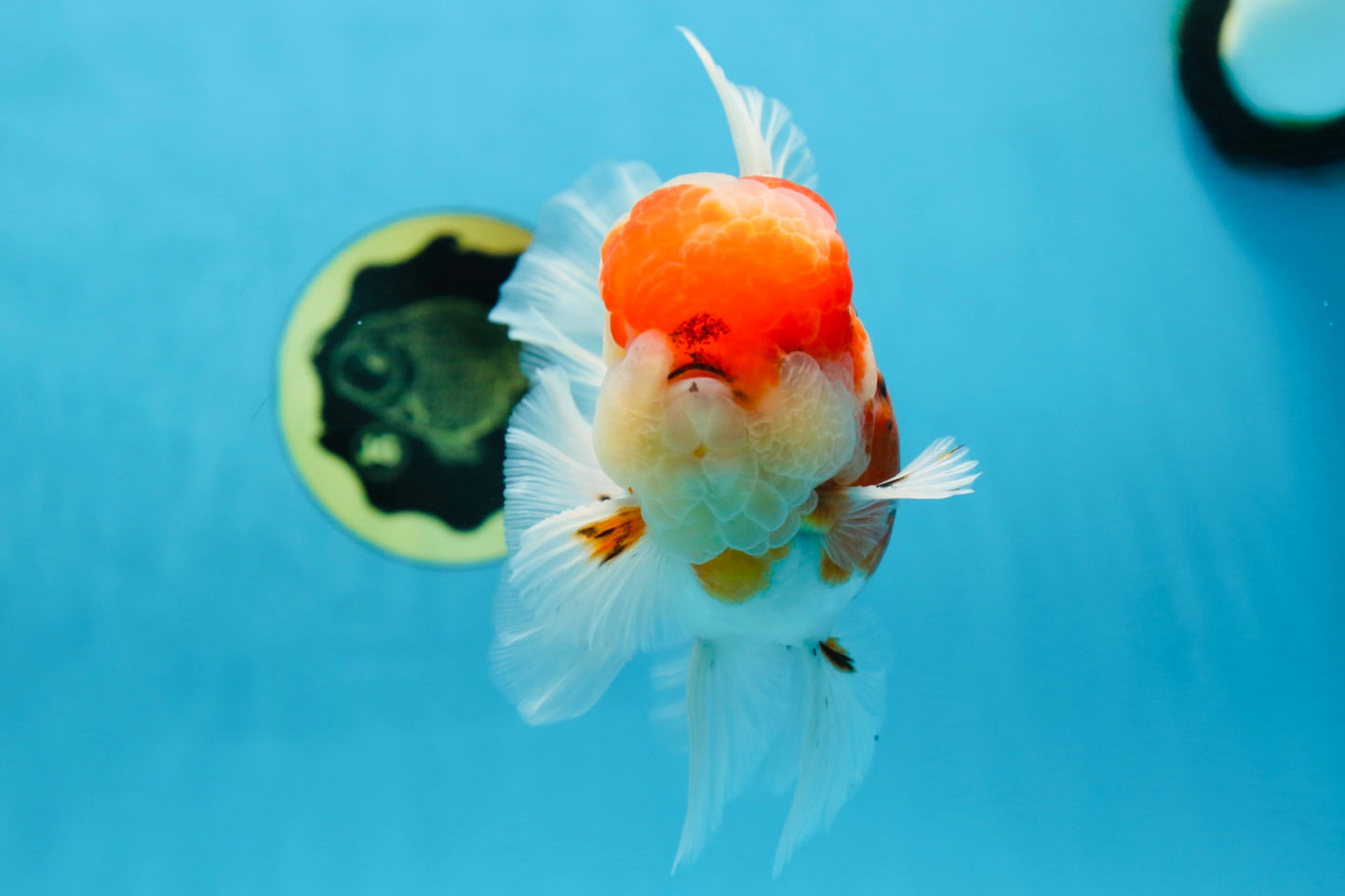 AAA Grade Godzilla Sakura Oranda Male 5.5 inches #080125OR_10