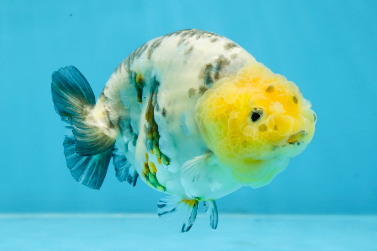 SPECIAL AAA Grade Chinese White Tiger Base Ranchu Female 4.5 inches #101725RC_20