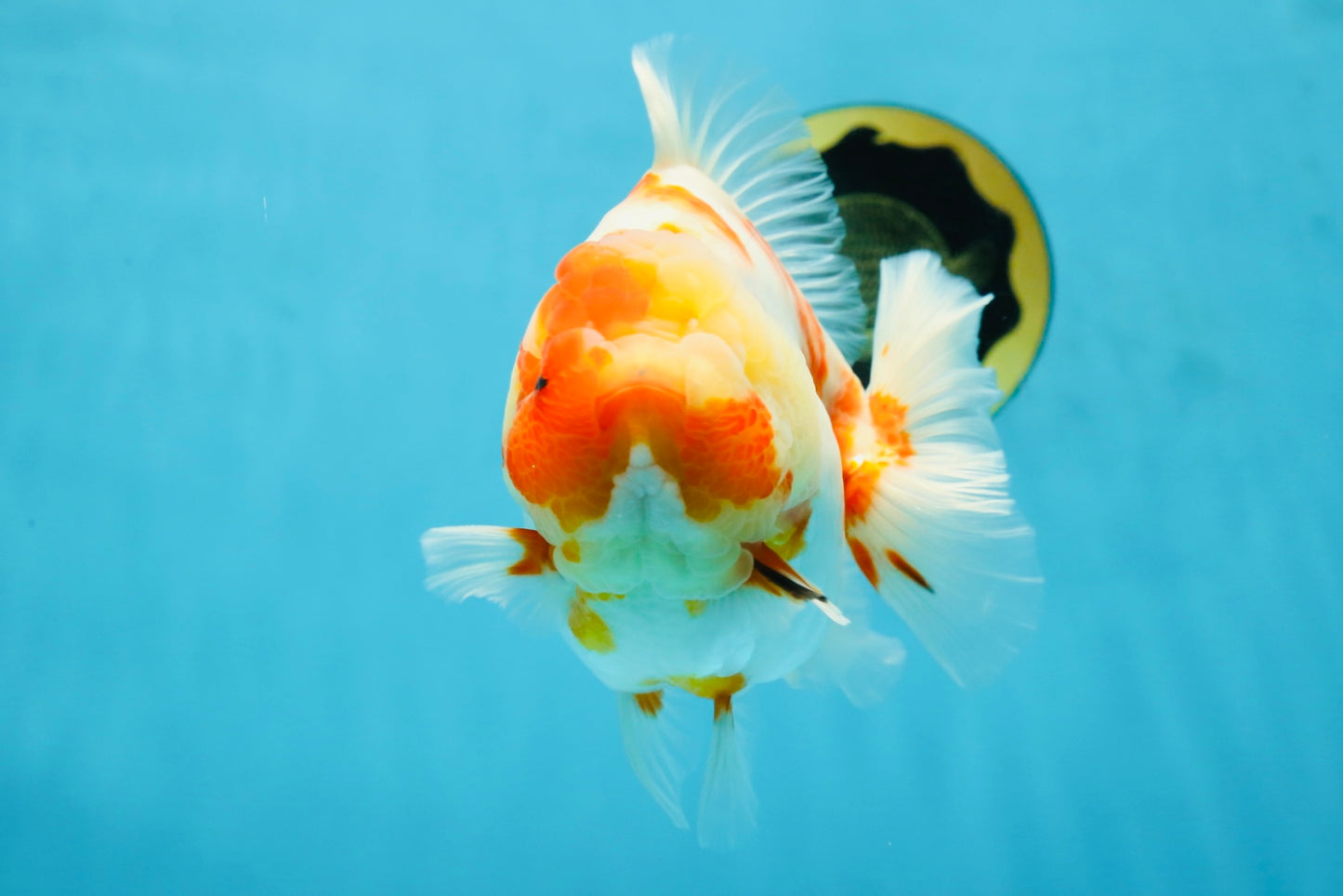 A Grade Kohaku Sakura Yuanbao Male 5.5 inches #052325YB_25