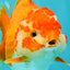 ADORABLE A Grade Red White Yuanbao Female 5 inches #071026YB_22