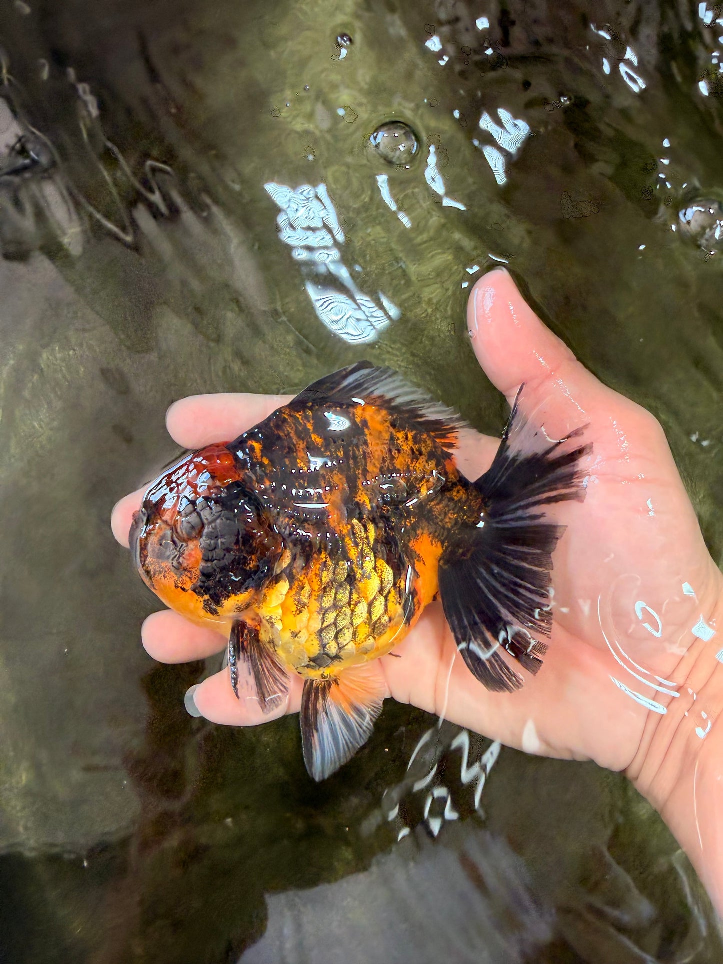 A Grade Tiger Yuanbao Male 4.5-5 inches #073126YB_18