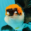 Tricolor Oranda Female 5.5 inches #111524OR_12