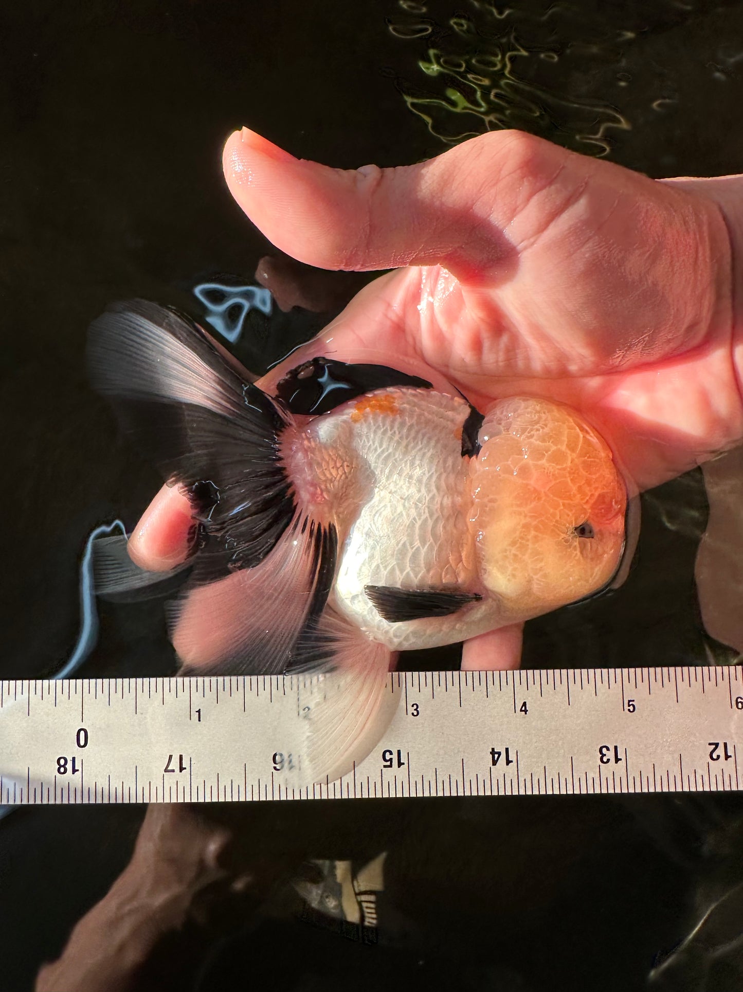 A Grade Gorgeous Lemonhead Oranda Male 5 inches #110824OR_17