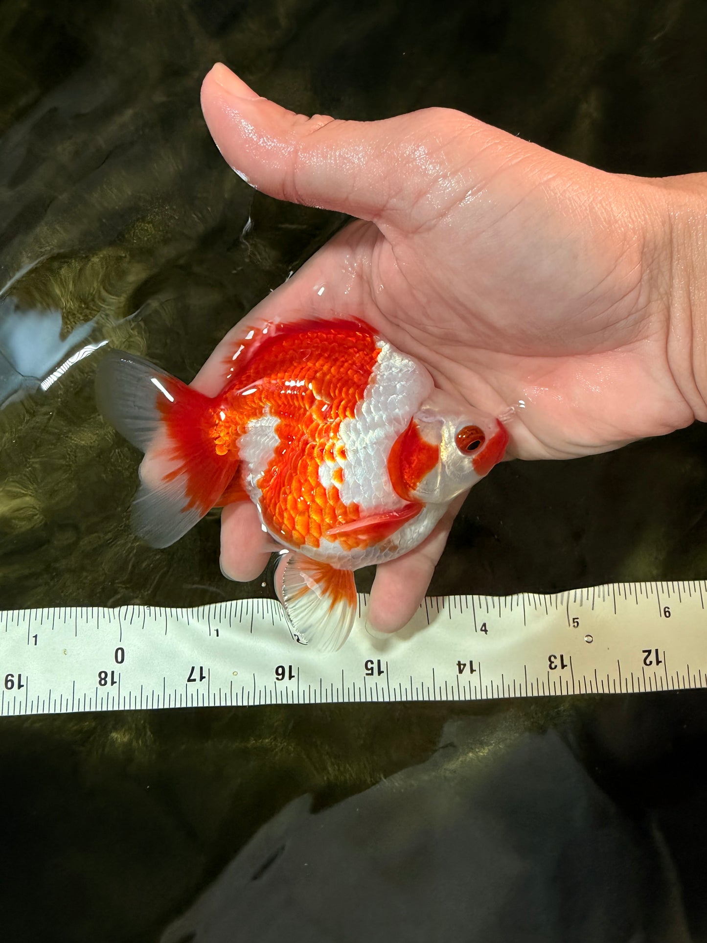 SPECIAL AAA Grade Red White Ryukin Female 4-4.5 inches #042426RK_03