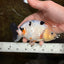 RARE Cow Chinese Ranchu Male 5-5.5 inches #120525RC_04