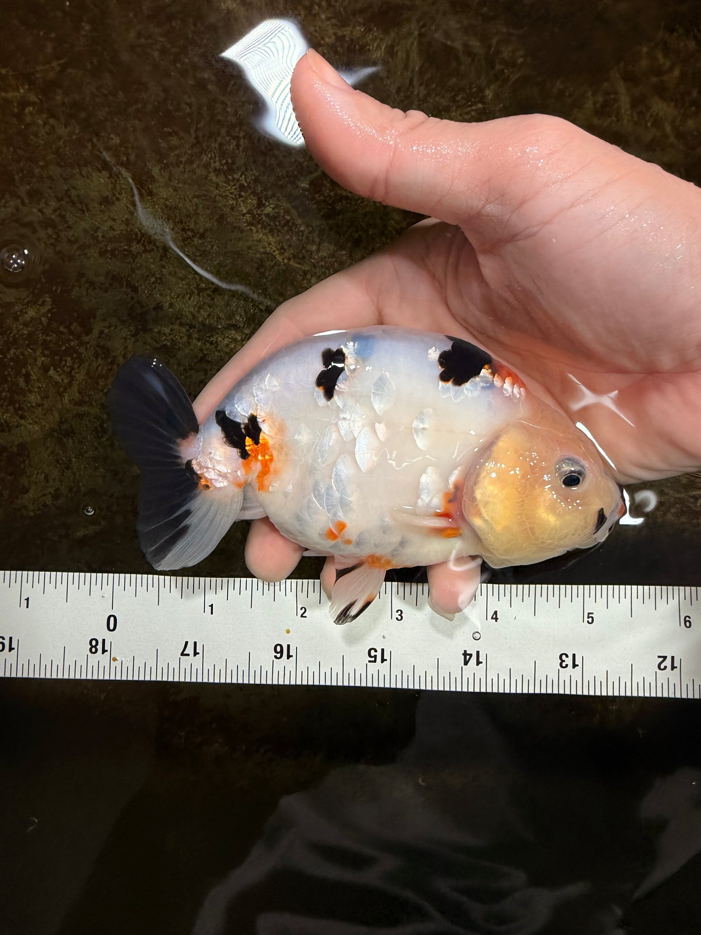 RARE Cow Chinese Ranchu Male 5-5.5 inches #120525RC_04