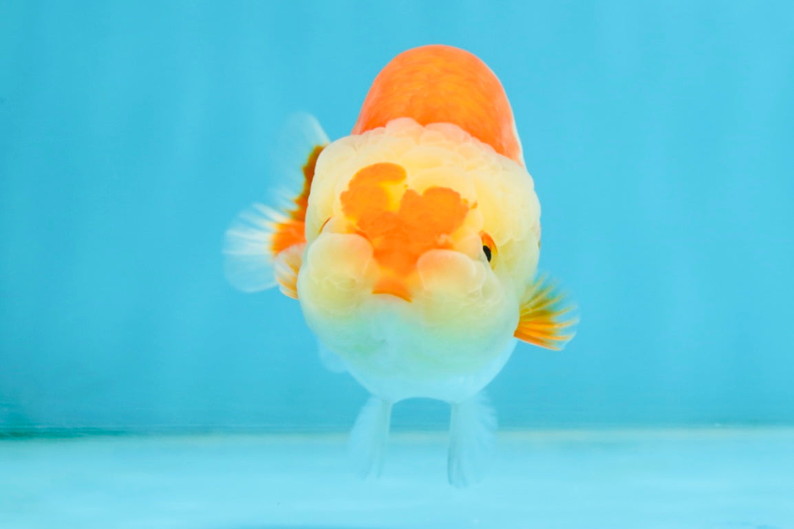 AAA Grade Young Red White Kohaku LionQueen 4 inches #101025LC_07