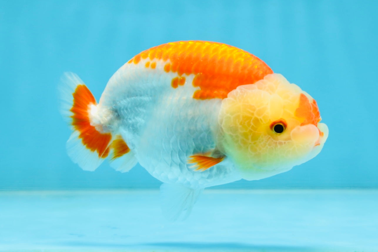 AAA Grade Young Red White Kohaku LionQueen 4 inches #101025LC_07