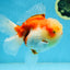 A Grade FLUFFY WEN Sakura Oranda Female 6  inches #091225OR_14