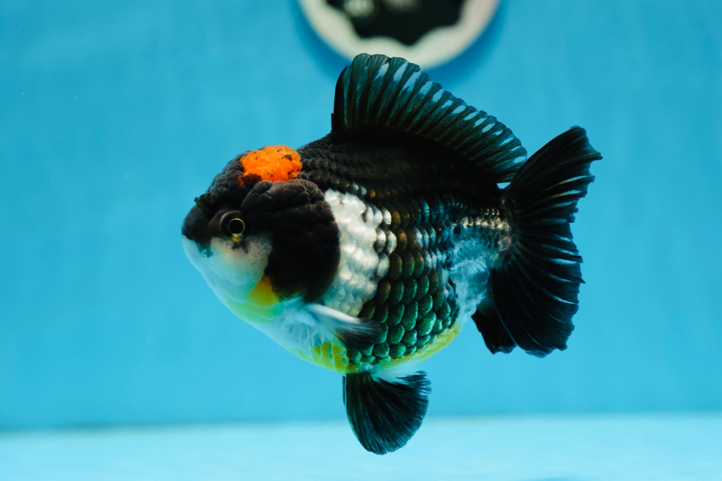AAA Grade Tricolor  Yuanbao Male 5 inches #0908YB_17