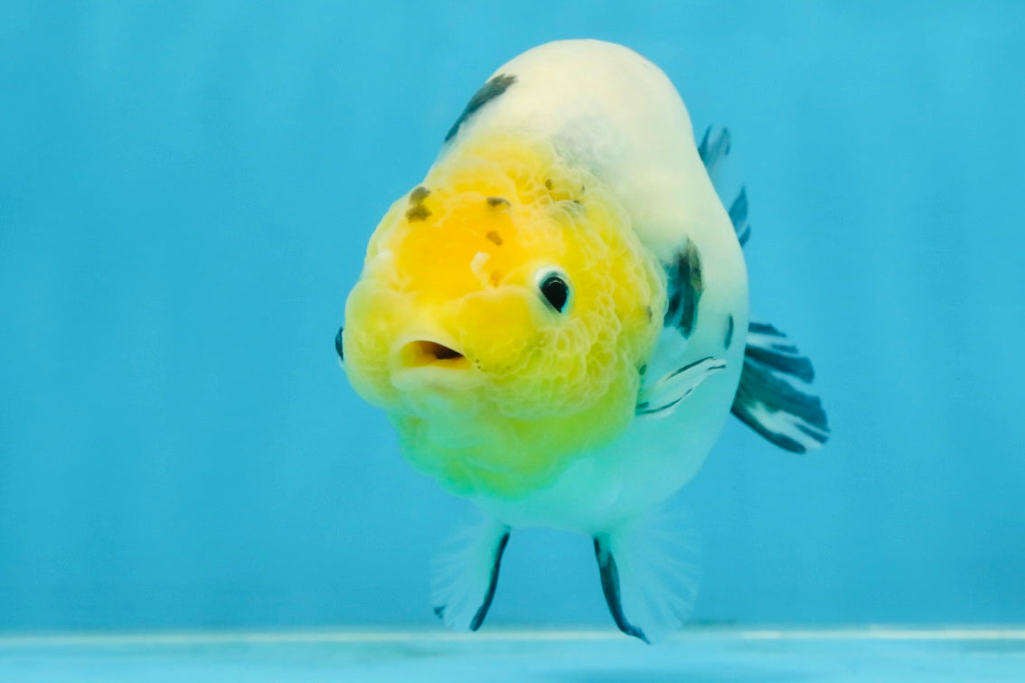 UNIQUE A Grade Chinese Cow Ranchu Female 4.5 inches #102425RC_04