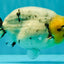 CHUBBY AAA Grade White Marble Blue Base Ranchu Male 5.5-6 inches #100226RC_28