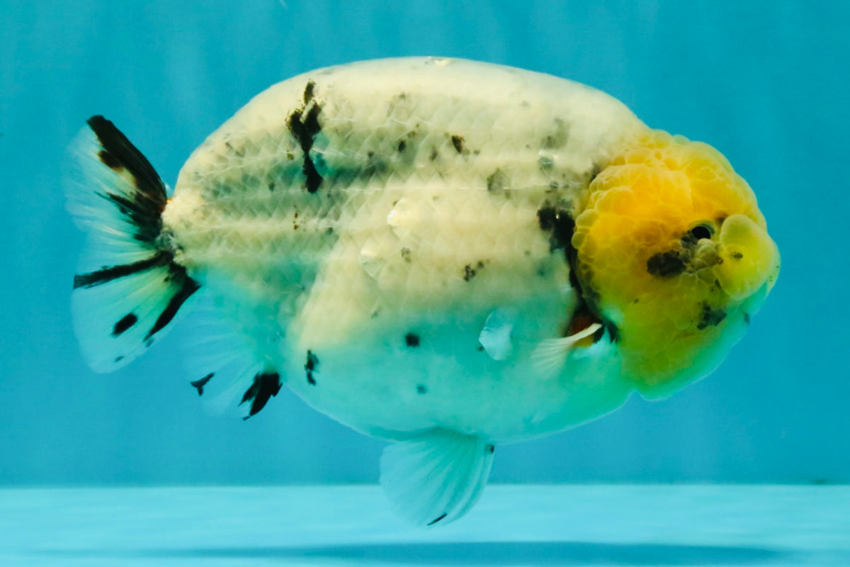 CHUBBY AAA Grade White Marble Blue Base Ranchu Male 5.5-6 inches #100226RC_28