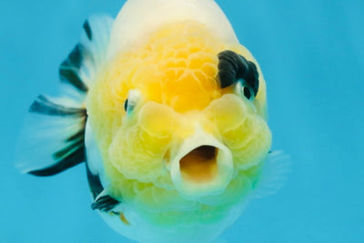 SPECIAL AAA Grade Chinese Cow Ranchu Female 5 inches #102425RC_06