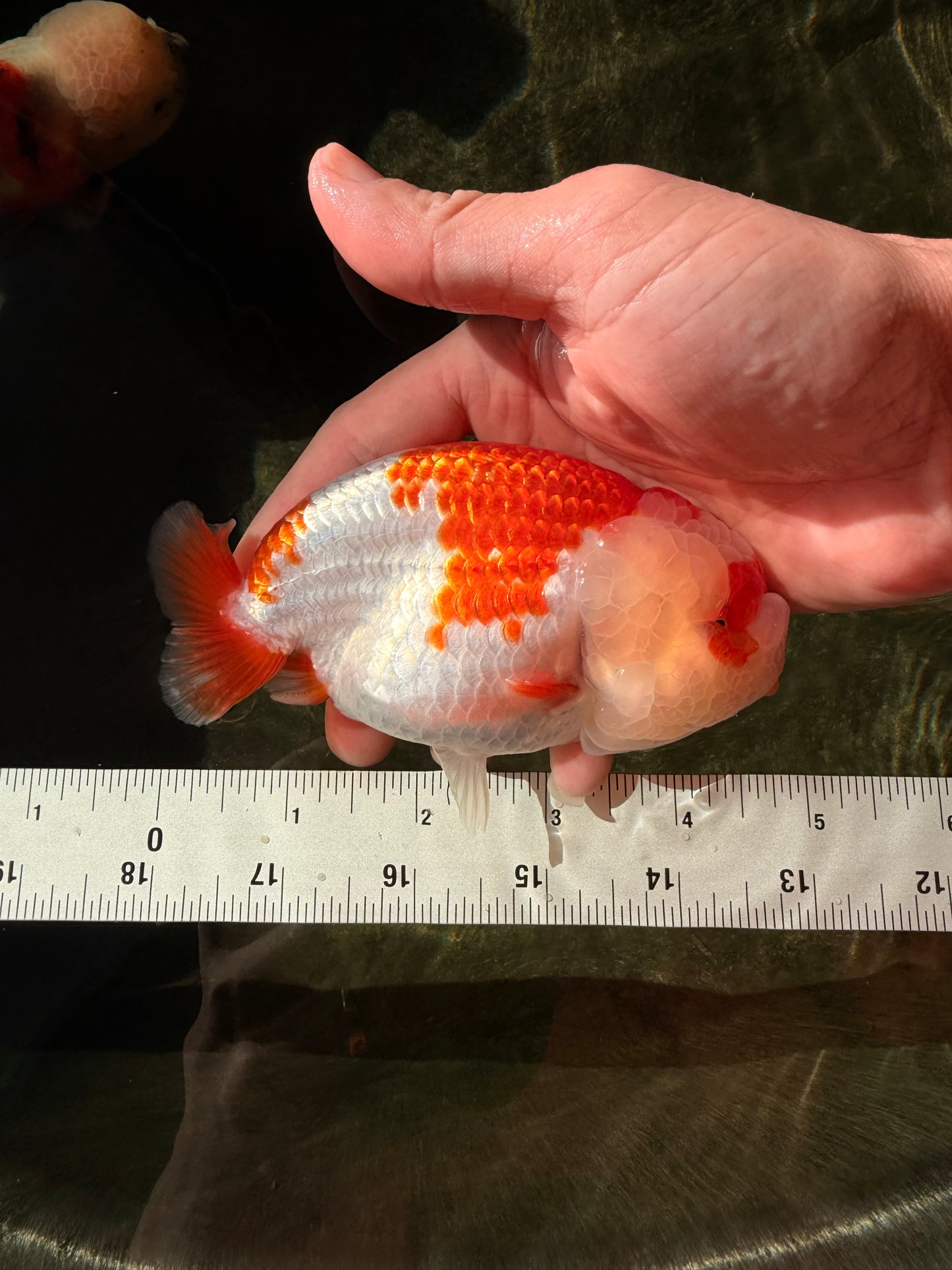 A Grade Red White LionQueen 4.5-5 inches #032726LC_21