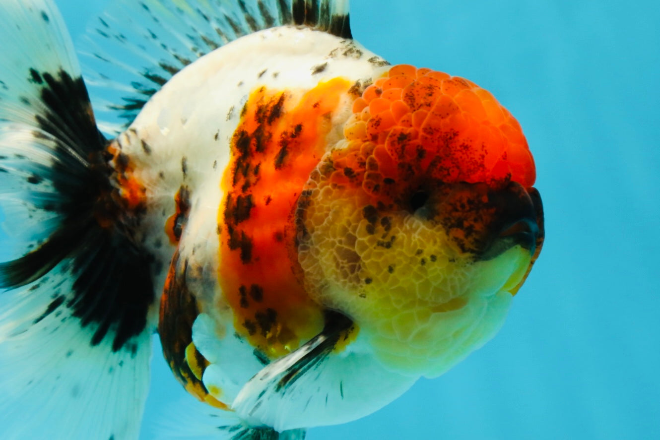 AAA Grade Calico Oranda Male 5-5.5 inches #050925OR_48