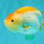 A Grade Orange White LionQueen 4.5-5 inches #072426LC_35
