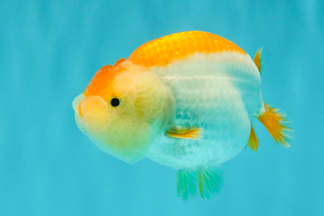 A Grade Orange White LionQueen 4.5-5 inches #072426LC_35